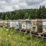 Atlantic Canada Watches as Canadian Honey Industry Faces U.S. Tariff Threat